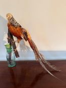 A 20th century taxidermy Golden Pheasant upon a cherry branch, approx 55cm high.