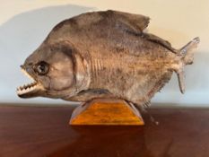 A rare 20th century taxidermy South American Piranah fish approx 32 x 16cm, over wooden base.