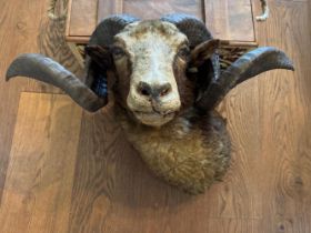 An early 20th century taxidermy Rams head with symmetrical horns, approx 52cm tip to tip