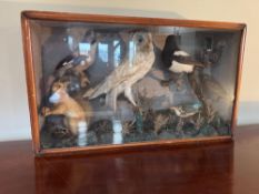 A late 19th / early 20th century presentation taxidermy case containing taxidermy Red Squirrel, Jay,