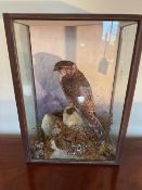 A Spicer & Sons Leamington taxidermy presentation case containing a single female Merlin Hawk