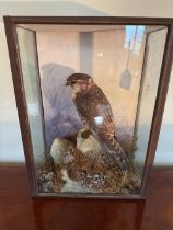 A Spicer & Sons Leamington taxidermy presentation case containing a single female Merlin Hawk