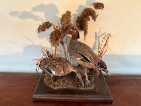 An early 20th century taxidermy mounted pair of Green Teal upon wooden base, 42 x 22 x 27cm.