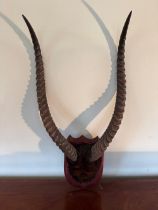 A 20th century mounted pair of antelope horns upon mahogany sheild base, approx 70cm high.
