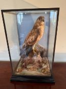 A 20th century taxidermy presentation case containing a fine taxidermy specimen of a Buzzard