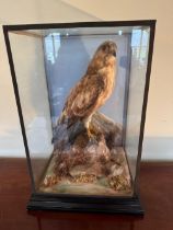 A 20th century taxidermy presentation case containing a fine taxidermy specimen of a Buzzard