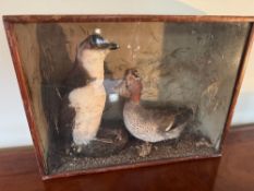 A late 19th / early 20th century taxidermy presentation case containing a juvenile Little Penguin