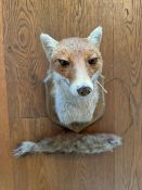 A 20th century taxidermy Fox mask and brush, mounted on oak sheild, approx 32cm in height.