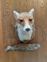 A 20th century taxidermy Fox mask and brush, mounted on oak sheild, approx 32cm in height.