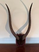 A 20th century mounted pair of antelope horns upon mahogany sheild base, approx 70cm high.
