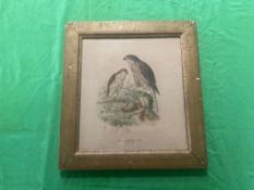 A framed lithographic print of a Sparrow Hawk in antique frame, 33 x 30cm.