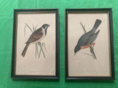 A near pair of lithographic prints of birds, framed,