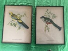 A pair of lithographic prints after J&E Gould, Platycercus Flaveolus and Trogon Temnurus, framed,