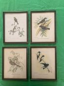 A set of four bird prints after J Gould & H.C. Richter, each 24 x 19cm.