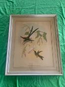 A lithographic print titled Hylonympha Macrocerca (Scissor-tailed Hummingbird), framed 60 x 50cm.