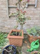 Three terracotta garden pots.