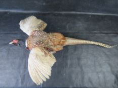 A taxidermy pheasant, wall mounting.