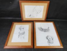 Three prints of anatomical sketches in maple frames.