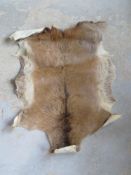 A deer skin rug