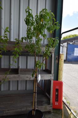 Auction of Garden Furniture & Equipment, Tools, etc.