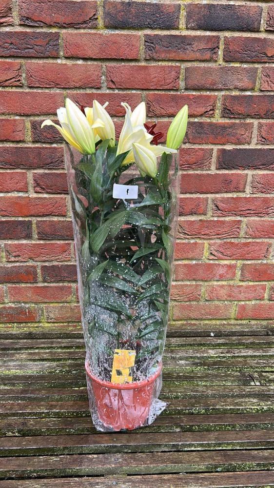 Weekly Auction of Plants & Outside Effects - Keys Fine Art Auctioneers