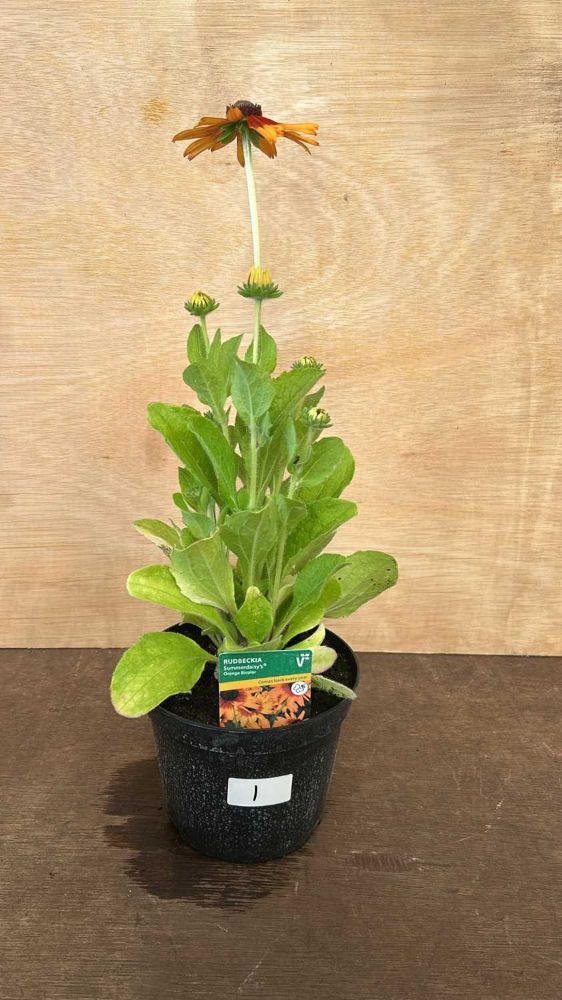 Weekly Auction of Plants & Outside Effects