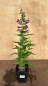 Penstemon Partybells Violet