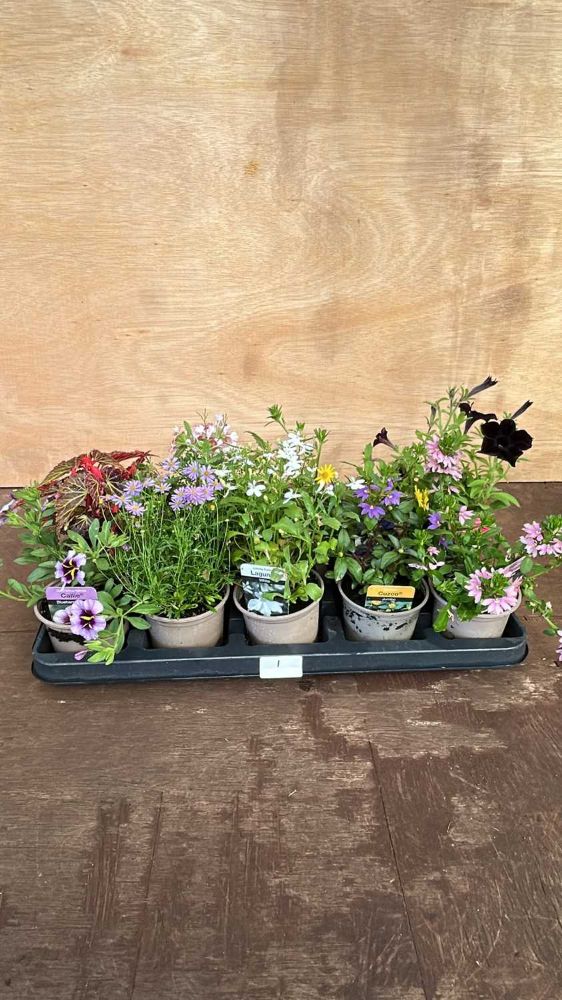 Weekly Auction of Plants & Outside Effects - Keys Fine Art Auctioneers