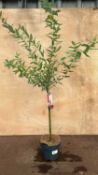 Salix Flamingo