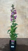 Penstemon Partybells Violet