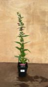 Penstemon Partybells Violet