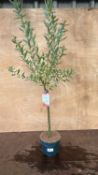 Salix Flamingo