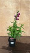 Penstemon Partybells Violet