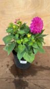 Dahlia Violet Bicolor