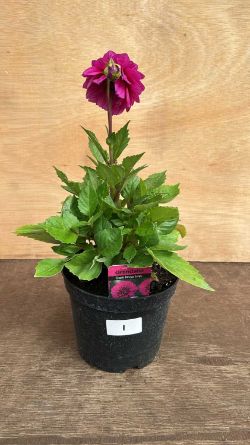 Weekly Auction of Plants & Outside Effects
