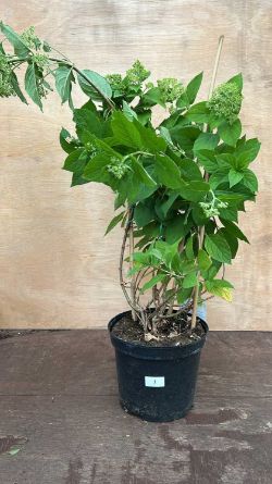 Garden Sale - Plants, Furniture, Tools, etc.
