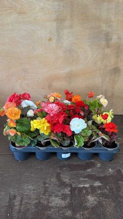 Weekly Auction of Plants & Outside Effects