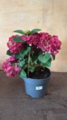 Pink Hydrangea