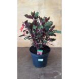 Large Hardy Fuchsia -‘Koralle’