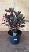 Large Hardy Fuchsia -‘Koralle’