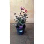 Dahlia -‘Happy days Purple’