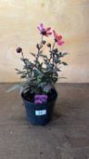 Dahlia -‘Happy days Purple’