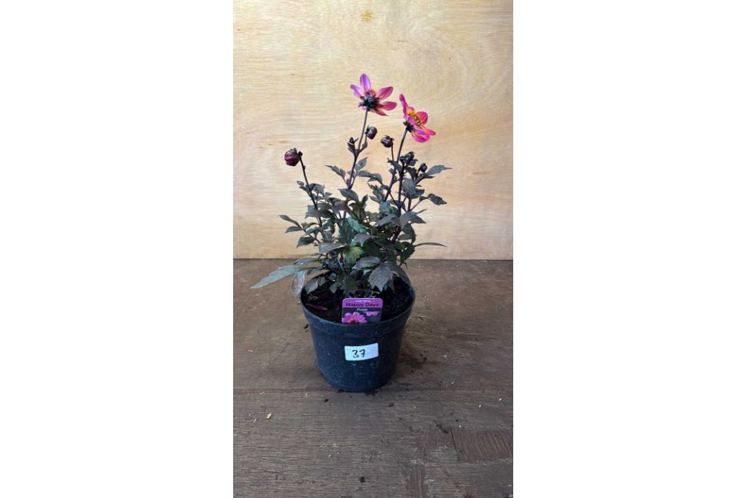 Dahlia -‘Happy days Purple’