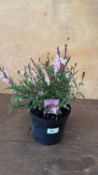 Pink Gaura