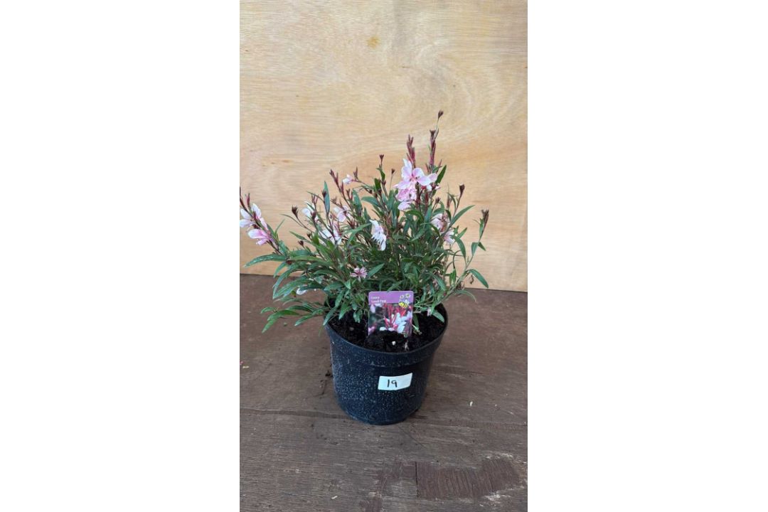 Pink Gaura
