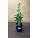 Penstemon -‘Partybells Red’