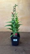Penstemon -‘Partybells Red’