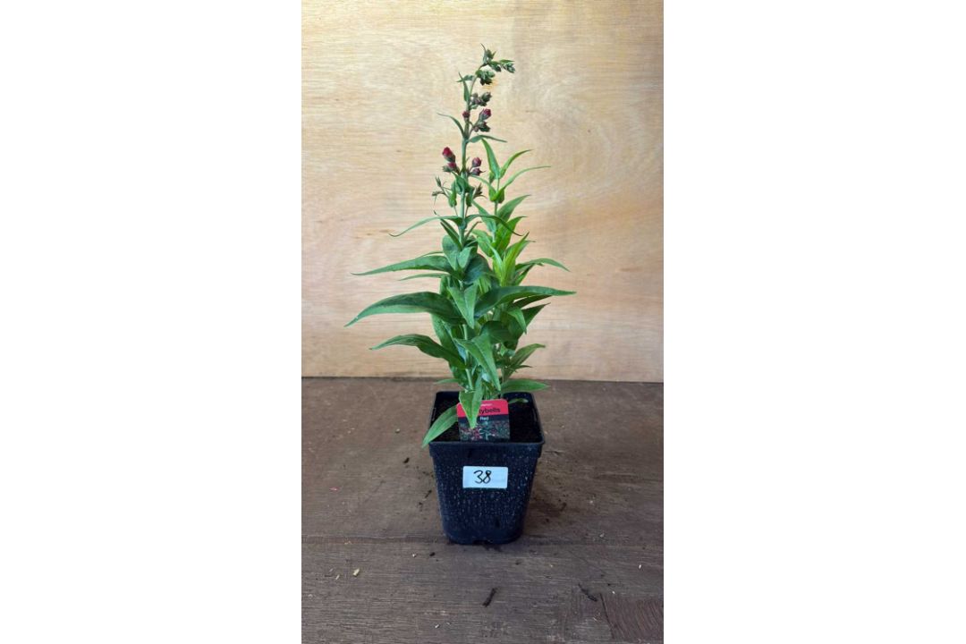 Penstemon -‘Partybells Red’