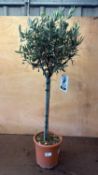 Standard Olive Tree