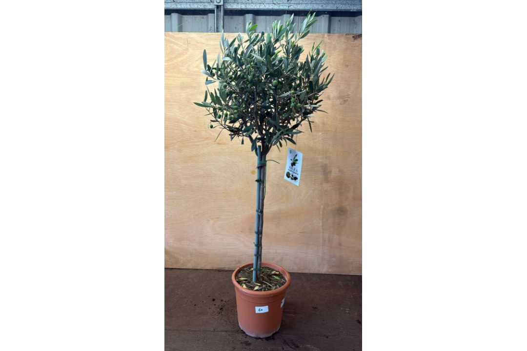 Standard Olive Tree